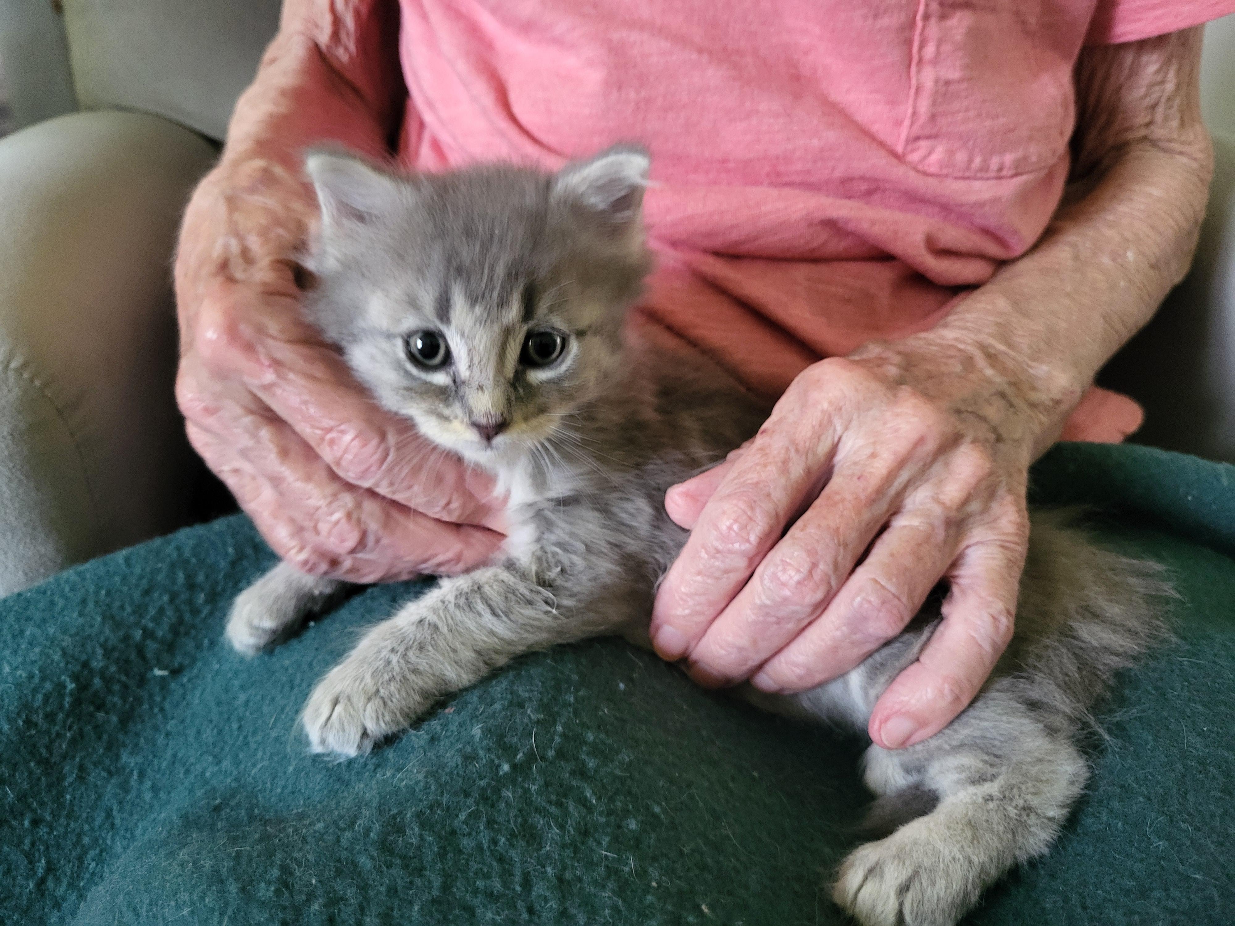 Enlarge Mimi, a Adopted Domestic Medium Hair in Hillsdale, MI image 5/6