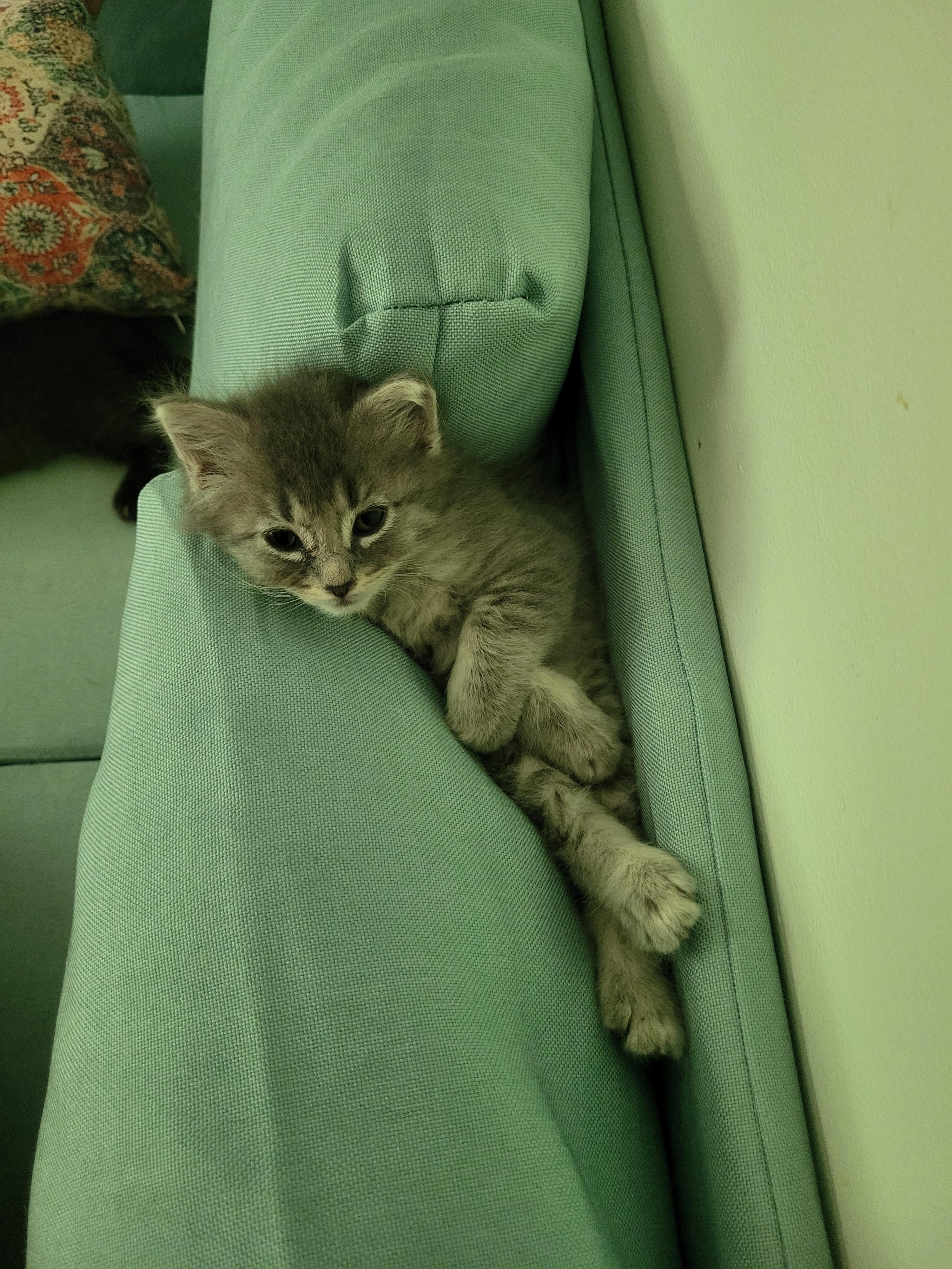 Enlarge Mimi, a Adopted Domestic Medium Hair in Hillsdale, MI image 3/6