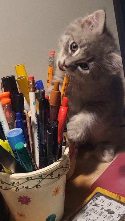 Enlarge Mimi, a Adopted Domestic Medium Hair in Hillsdale, MI video 4/6