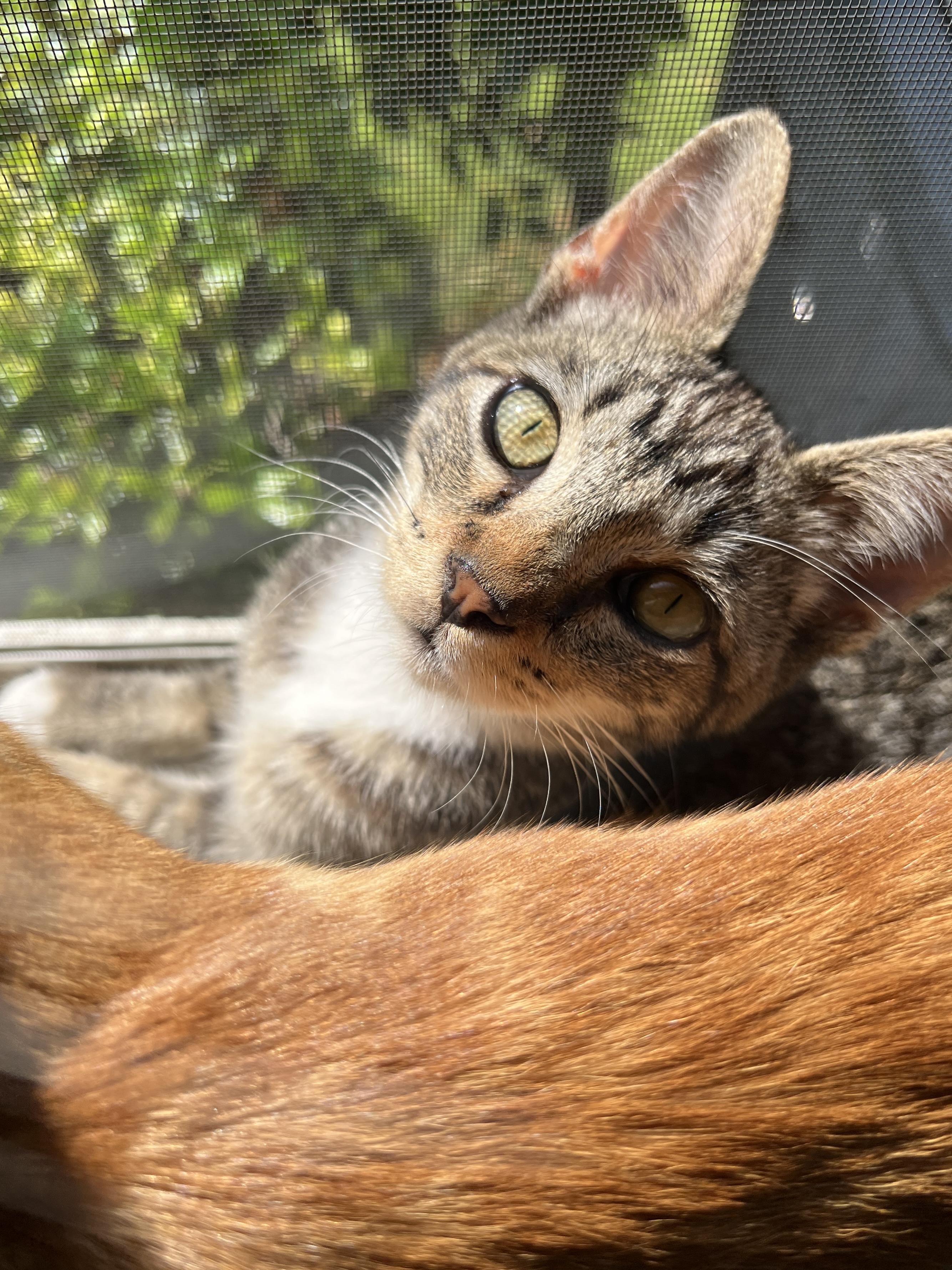 Stormy, a Adoptable American Shorthair in Austin, TX image 1/6