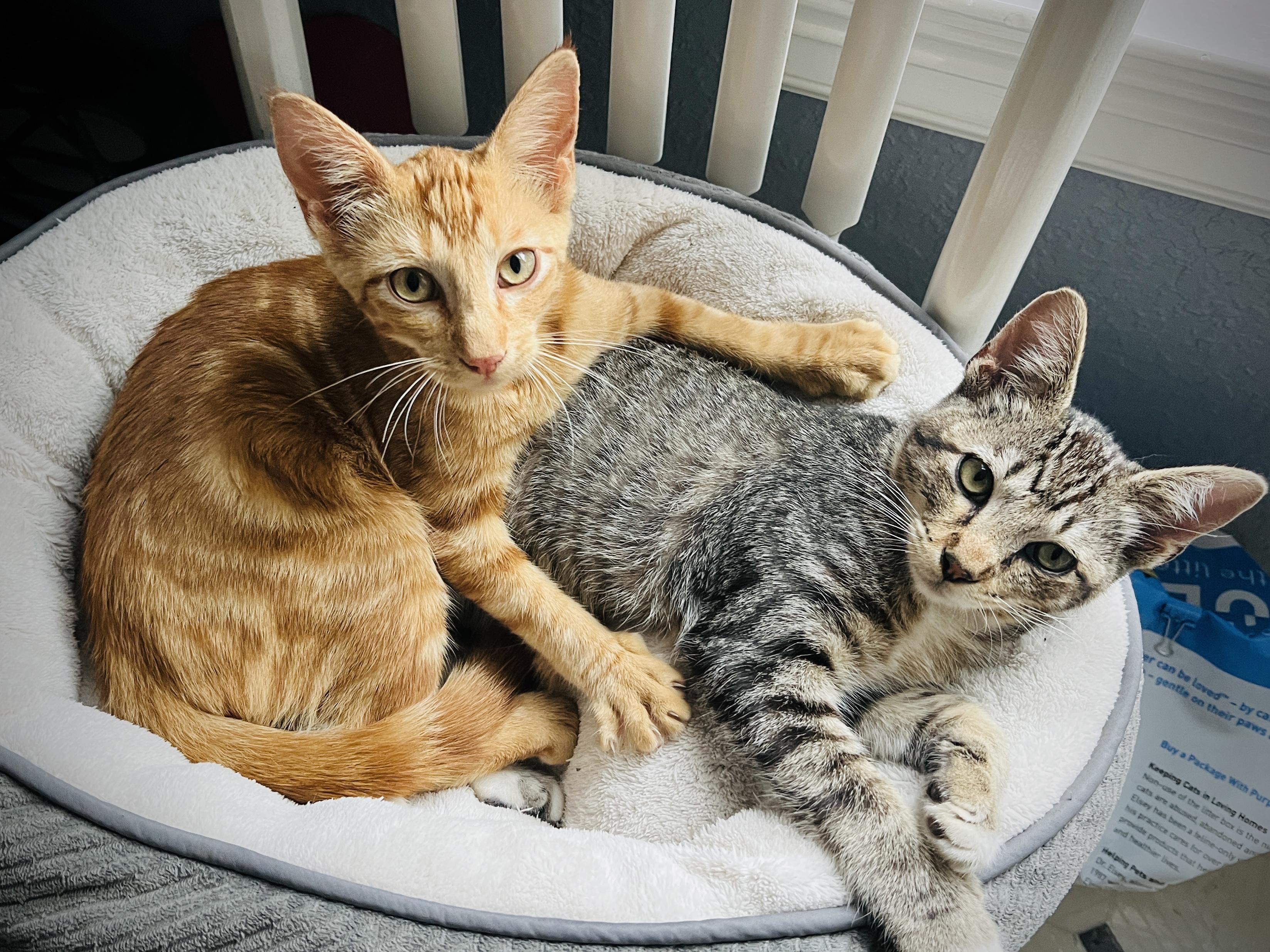 Stormy, a Adoptable American Shorthair in Austin, TX image 2/6