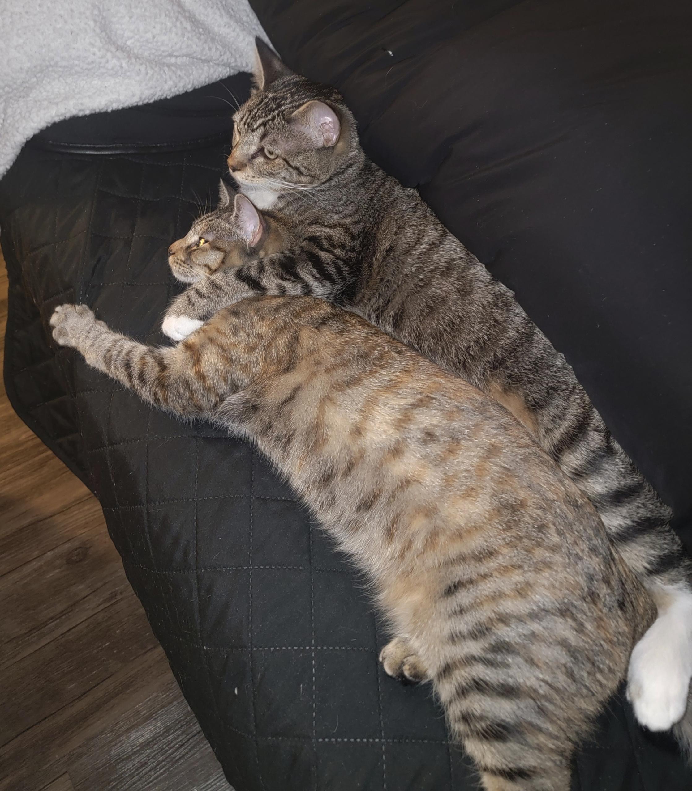 Stormy- best friends with Ruby, a Adoptable American Shorthair in Austin, TX image 2/5
