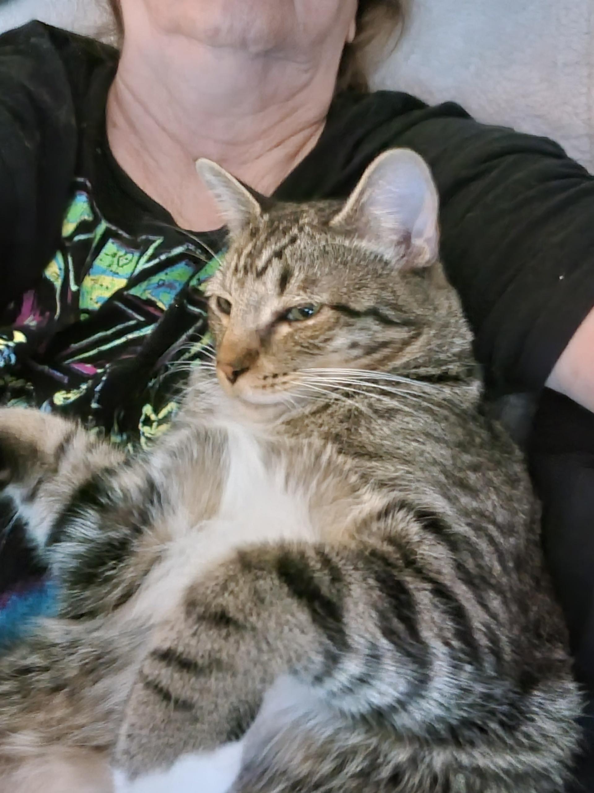 Stormy- best friends with Ruby, a Adoptable American Shorthair in Austin, TX image 5/5