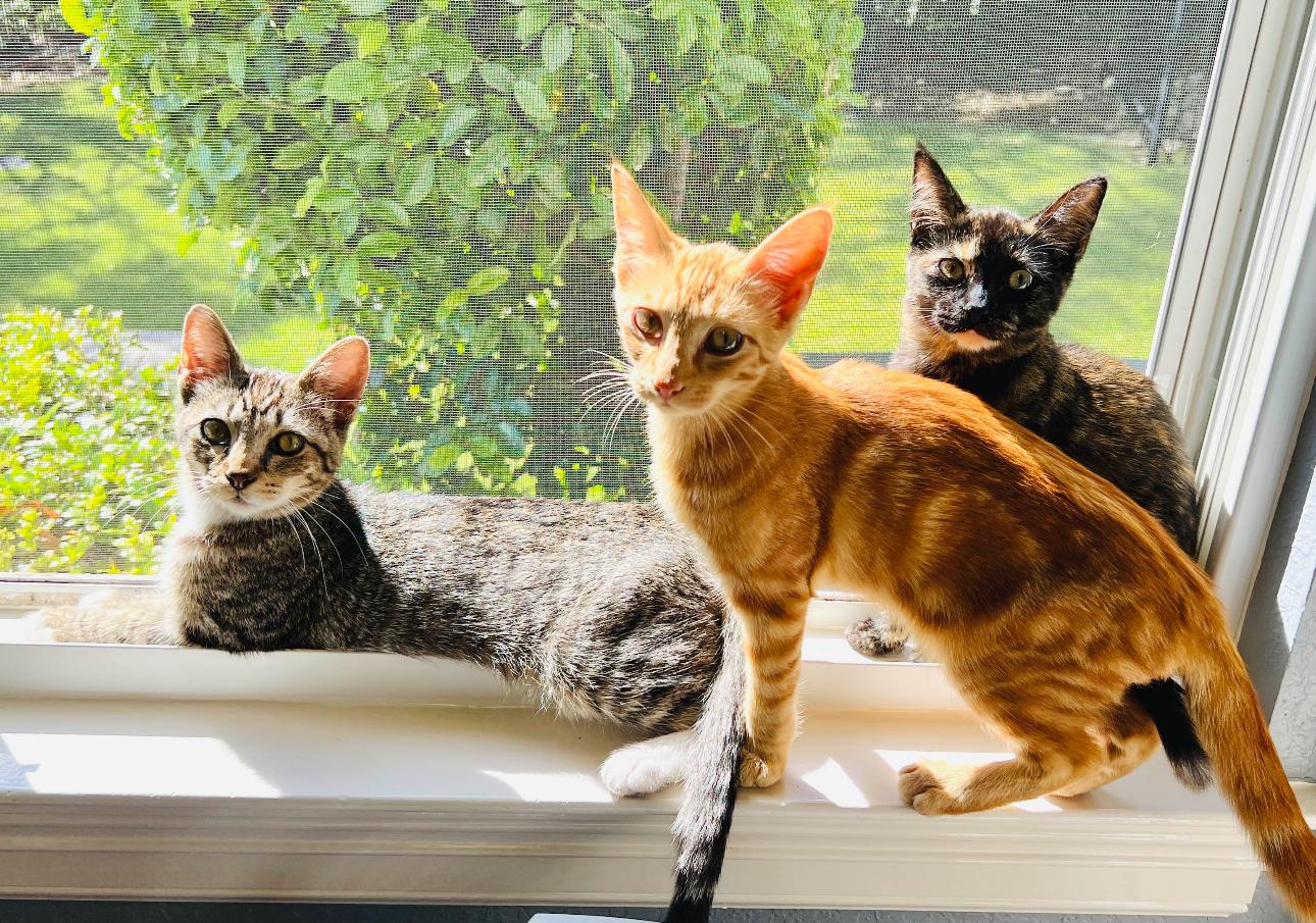 Stormy, a Adoptable American Shorthair in Austin, TX image 6/6