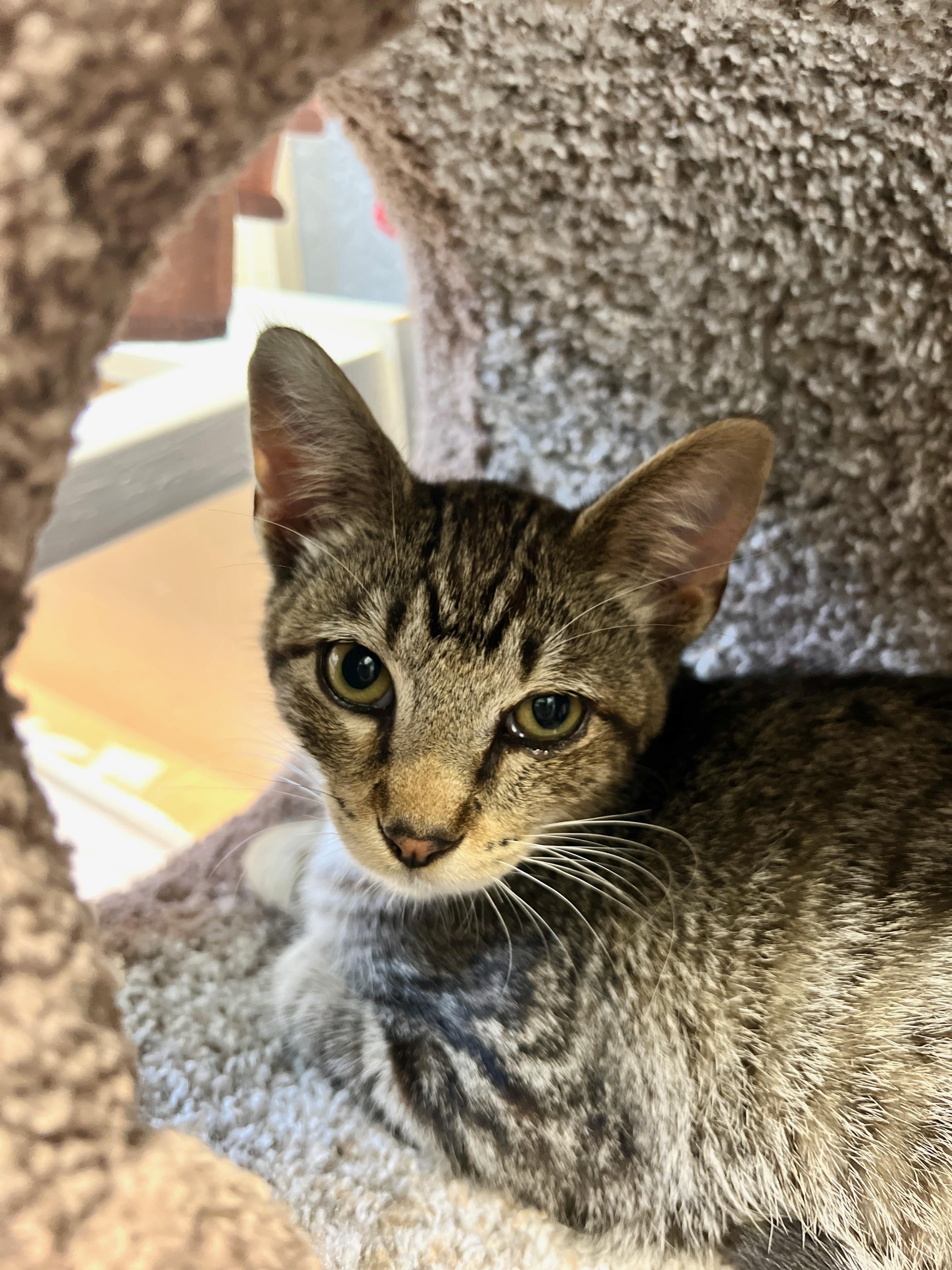 Stormy, a Adoptable American Shorthair in Austin, TX image 3/6