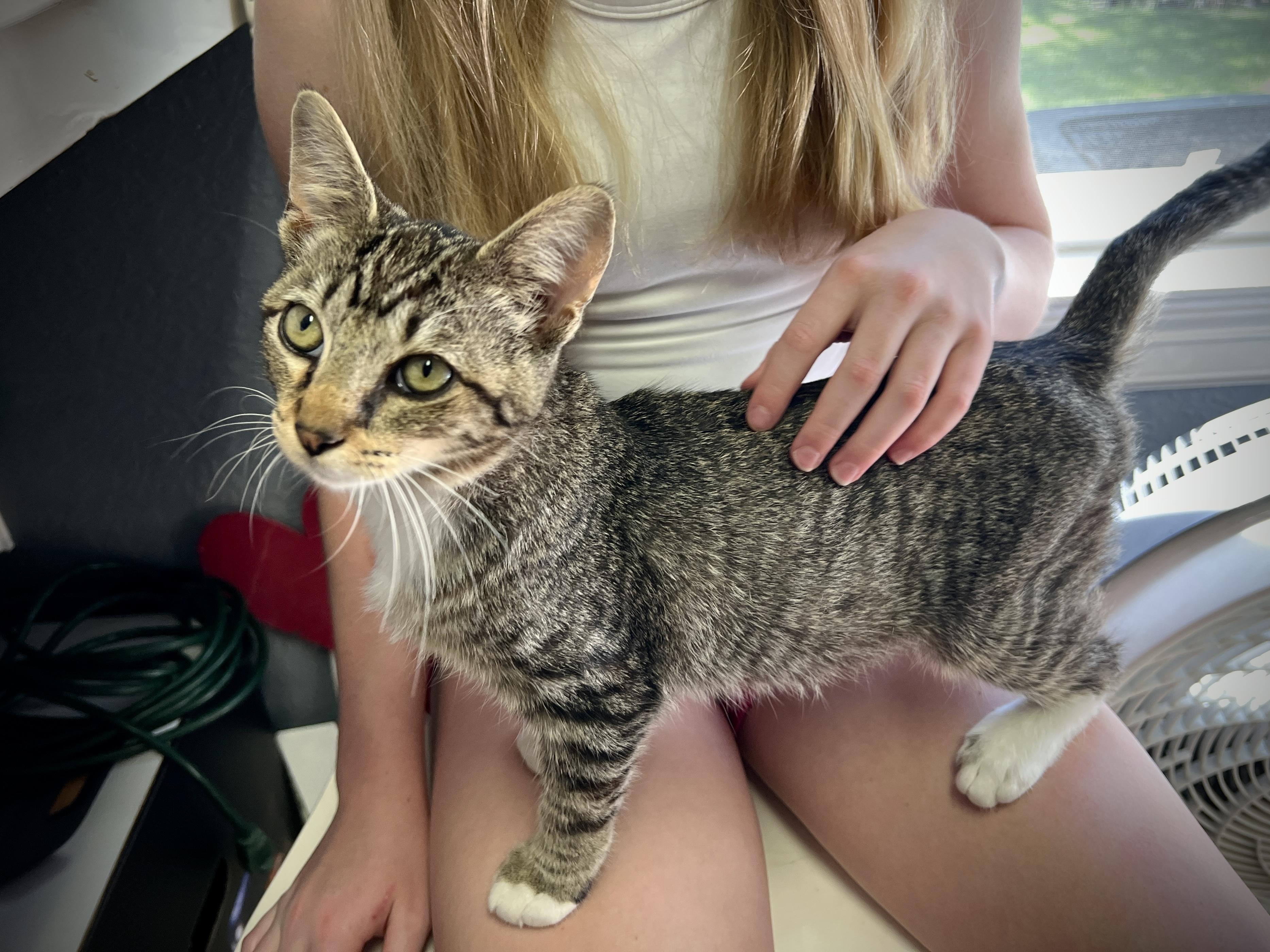 Stormy, a Adoptable American Shorthair in Austin, TX image 4/6