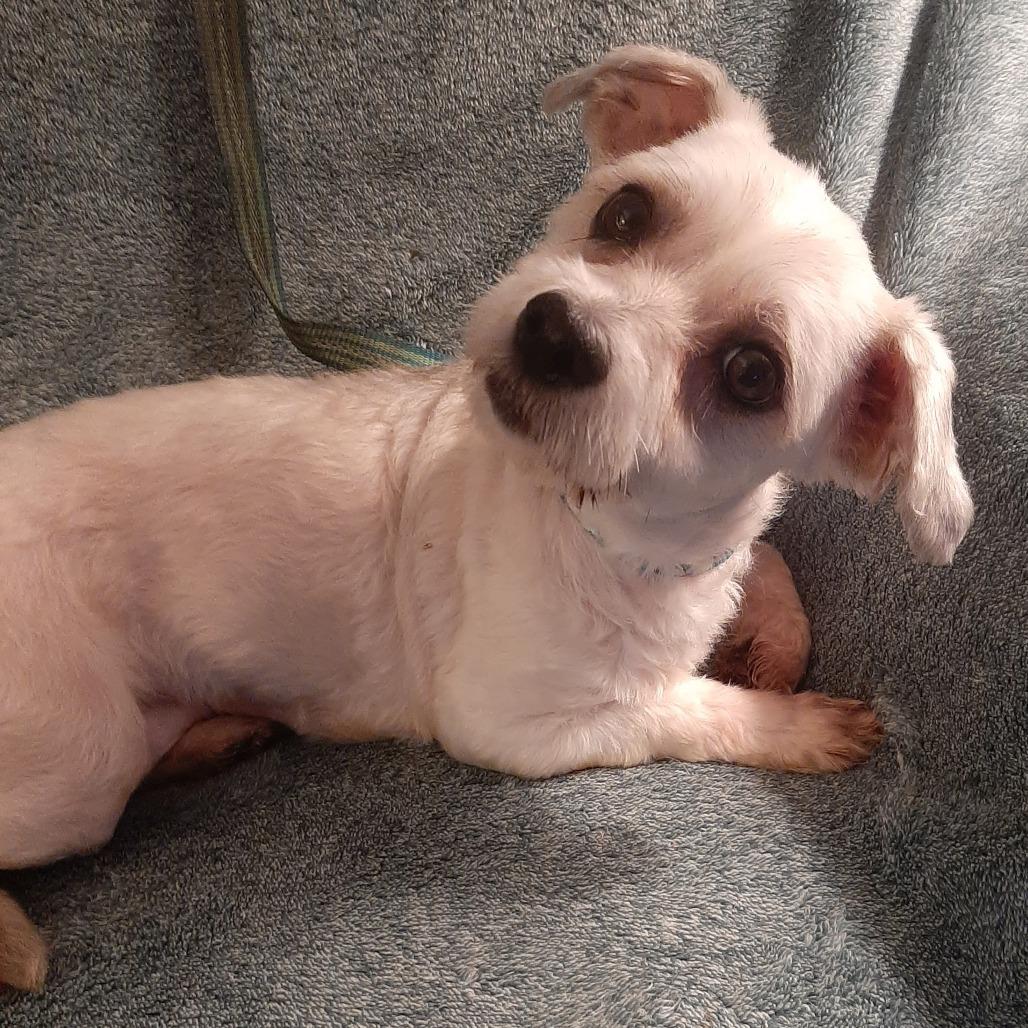 Enlarge Lidia- $225 Adoption Fee!, a Adoptable Havanese in Cincinnati, OH image 1/3
