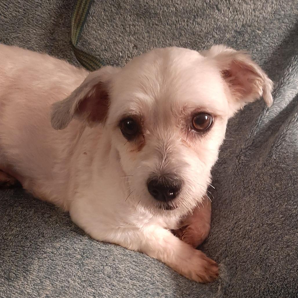 Enlarge Lidia- $225 Adoption Fee!, a Adoptable Havanese in Cincinnati, OH image 2/3