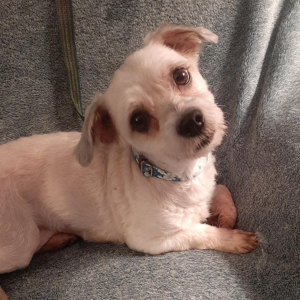 Enlarge Lidia- $225 Adoption Fee!, a Adoptable Havanese in Cincinnati, OH image 3/3