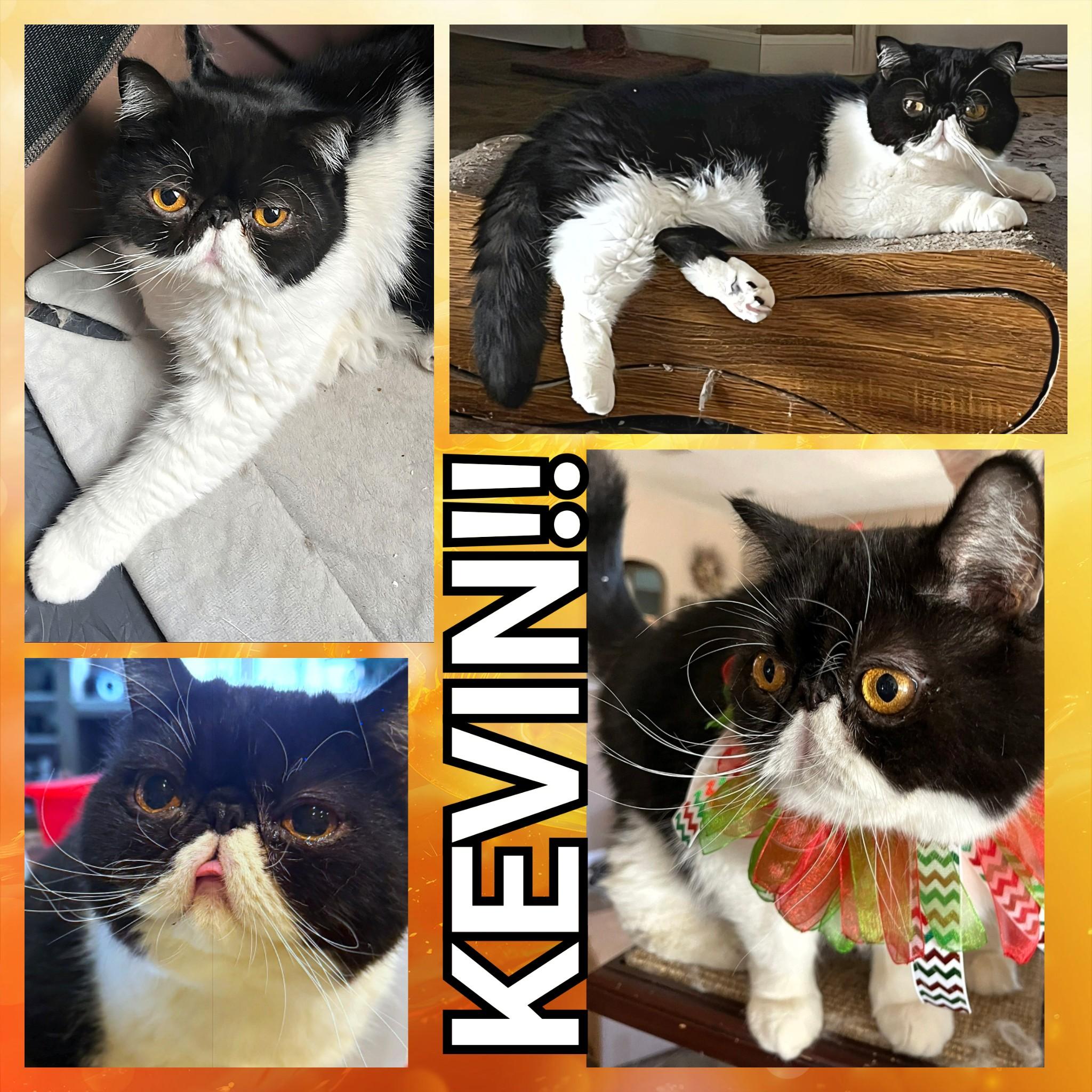 Kevin, a ADOPTABLE mixed breed in Converse, TX image 6/6
