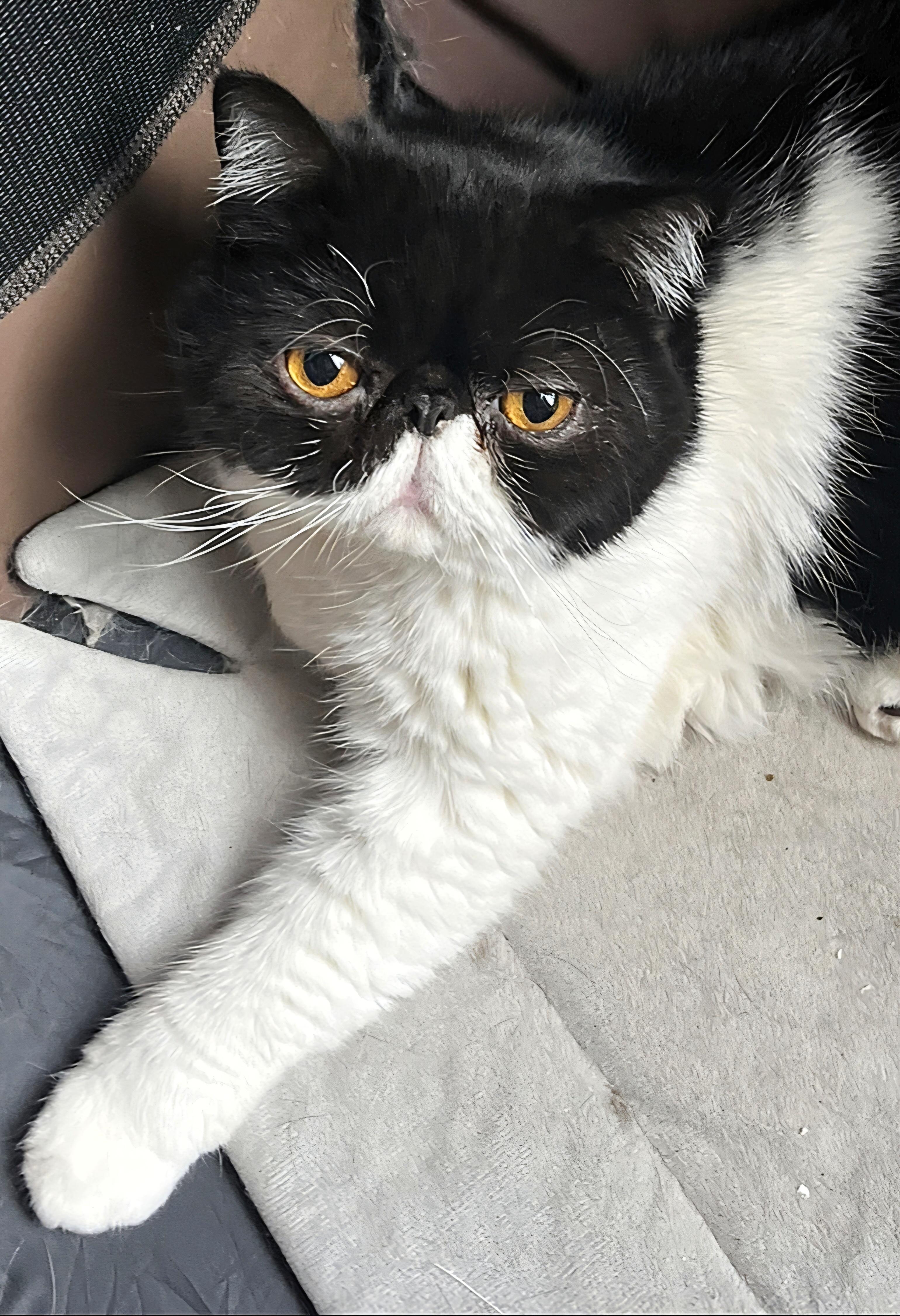 Kevin, ADOPTABLE, Adult Male Exotic Shorthair & Persian.
