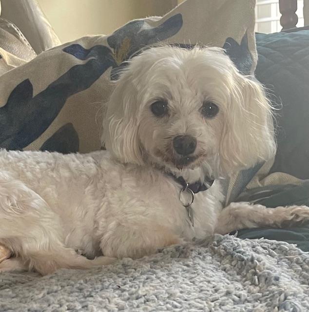 Molly, a Adoptable Maltese in Irmo, SC image 2/3