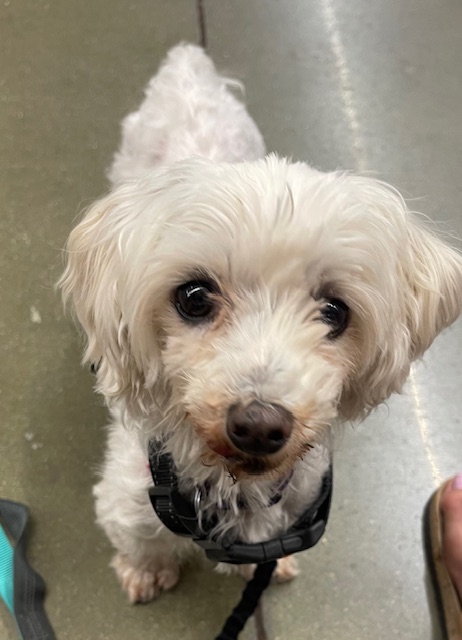 Molly, a Adoptable Maltese in Irmo, SC image 3/3