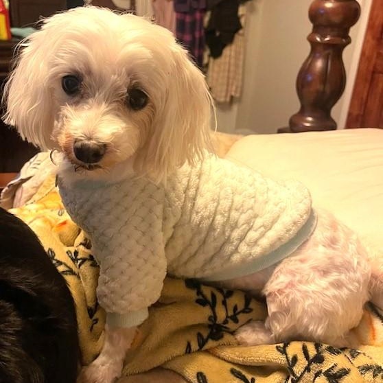 Molly, a Adoptable Maltese in Irmo, SC image 1/3