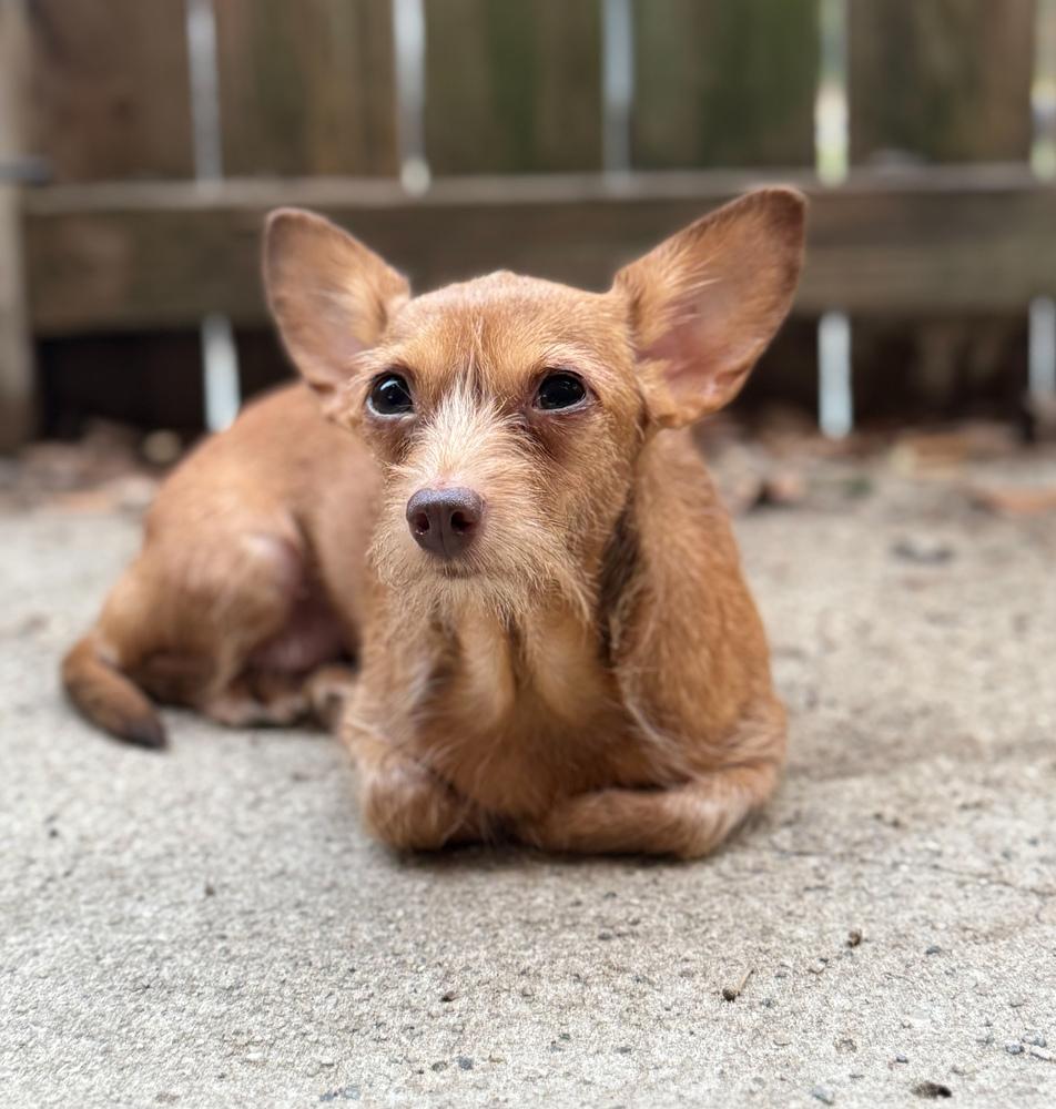 Moana, Adopted, Young Female Chihuahua.