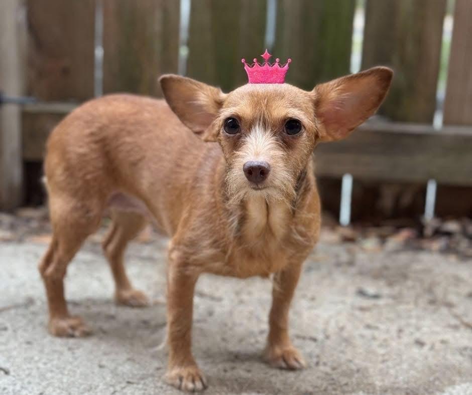 Moana, a Adopted mixed breed in Statesboro, GA image 2/2