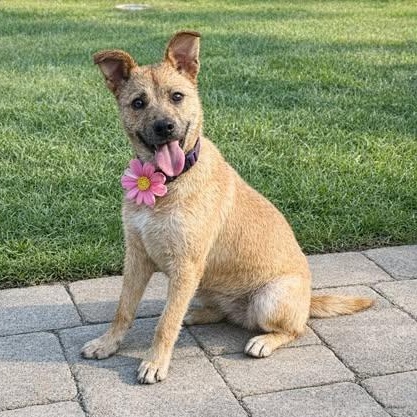 Enlarge Mitzy, a Adoptable mixed breed in Allentown, PA image 1/6