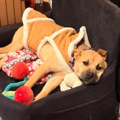 Enlarge Mitzy, a Adoptable mixed breed in Allentown, PA image 3/6