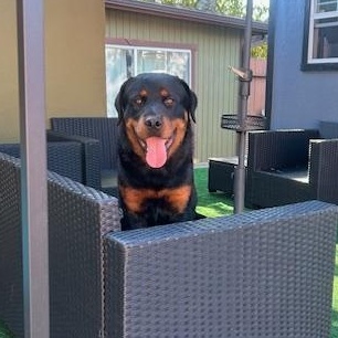 Enlarge Ducky, an adopted Rottweiler in Burbank, CA image 3/6