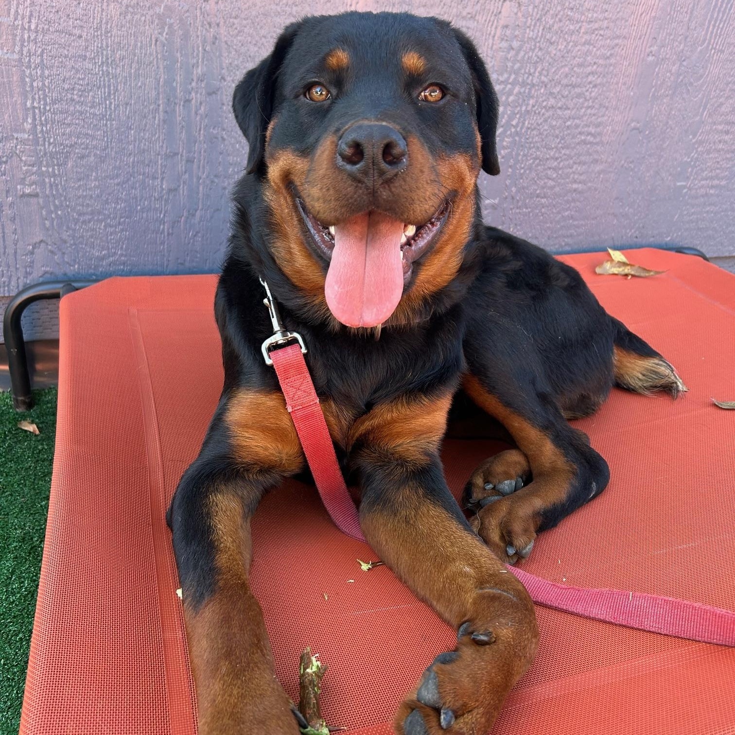 Enlarge Ducky, an adopted Rottweiler in Burbank, CA image 5/6