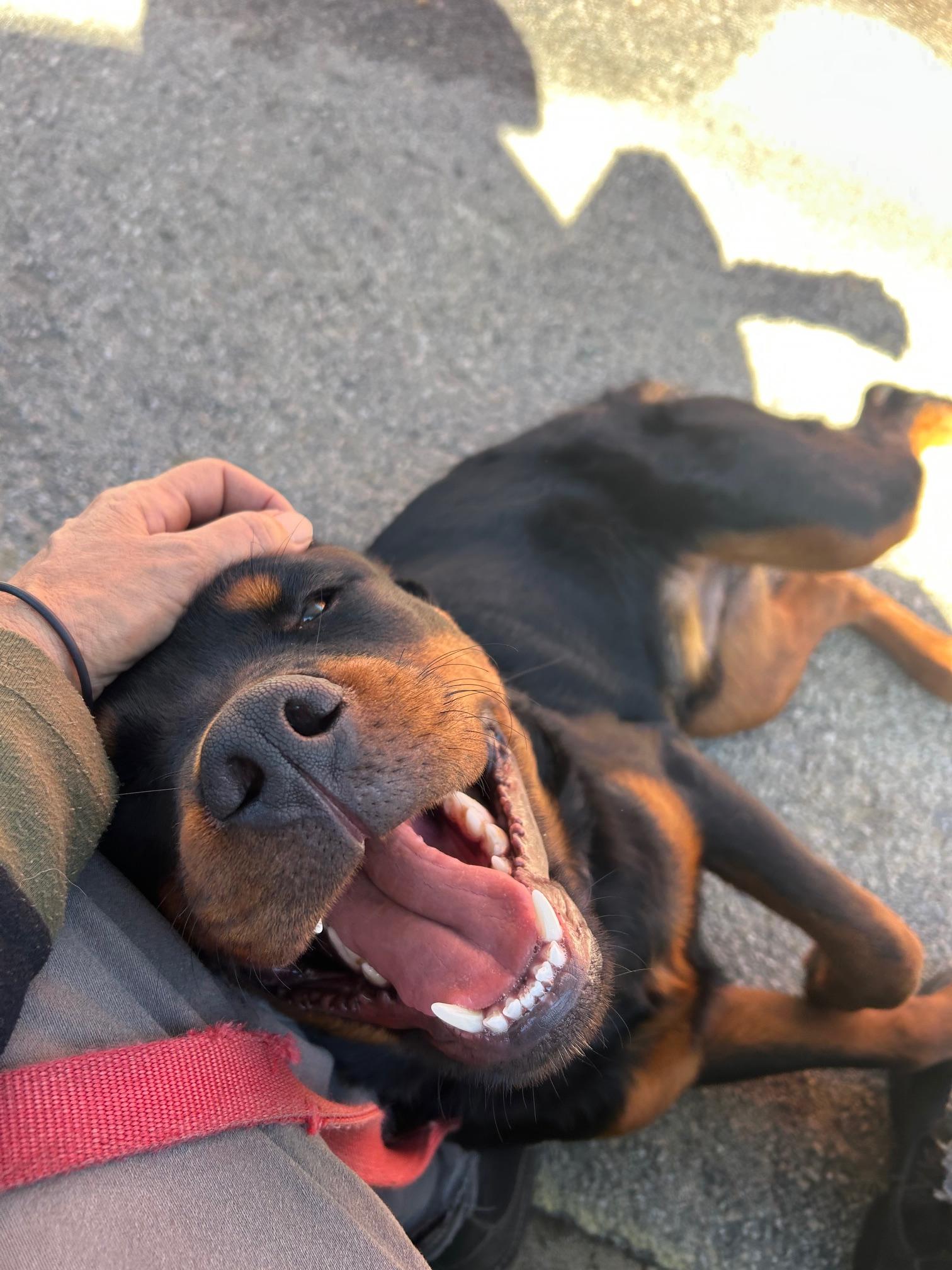 Enlarge Ducky, an adopted Rottweiler in Burbank, CA image 4/6