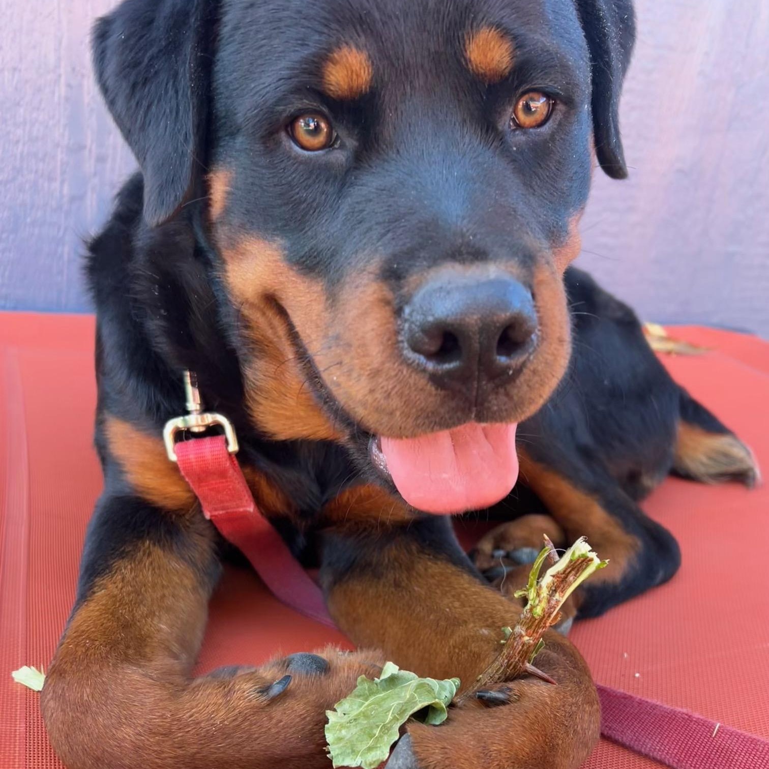 Enlarge Ducky, an adopted Rottweiler in Burbank, CA image 1/6