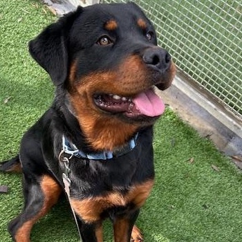 Enlarge Ducky, an adopted Rottweiler in Burbank, CA image 2/6