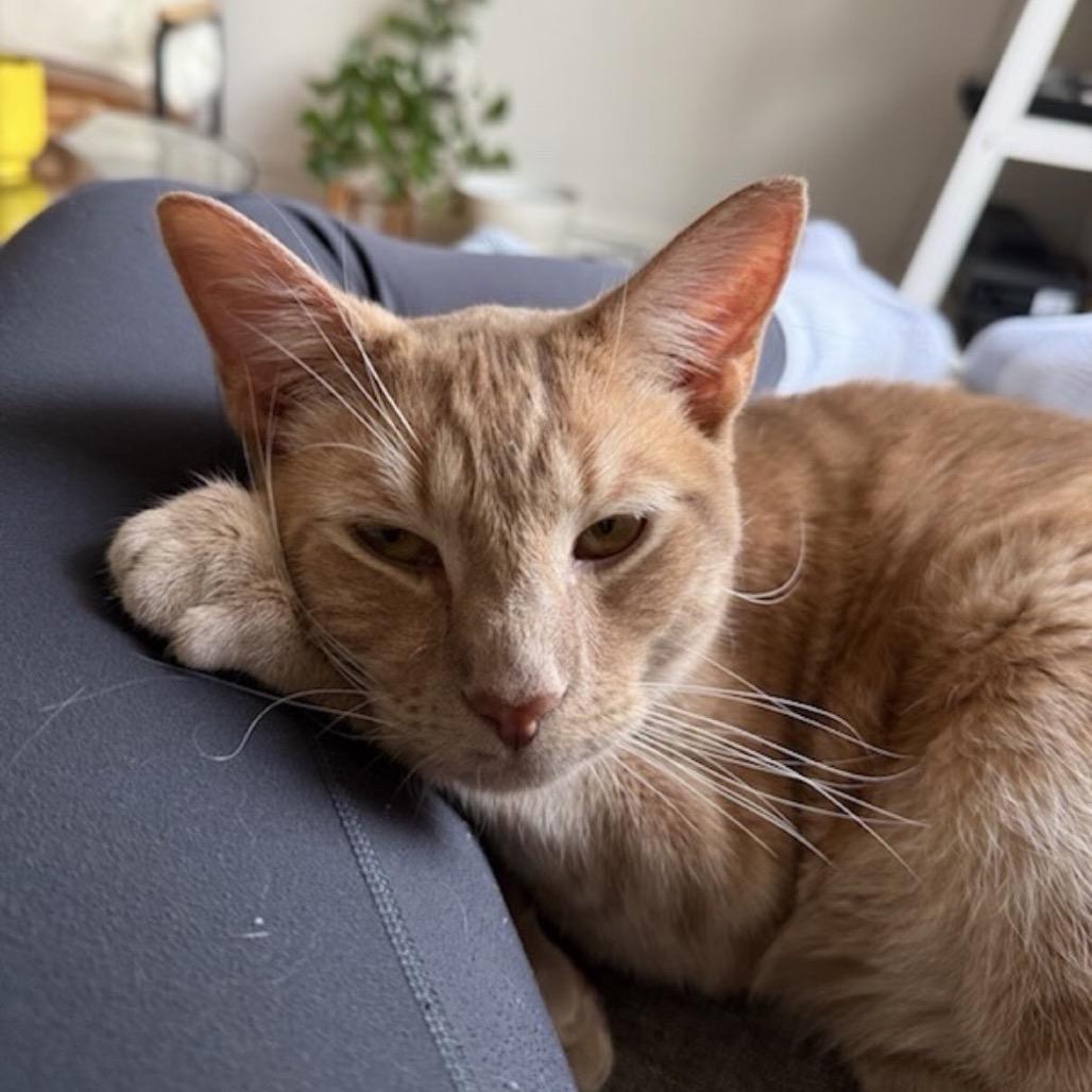 Enlarge Meowstro, a Adoptable Domestic Short Hair in Wantagh, NY image 1/6