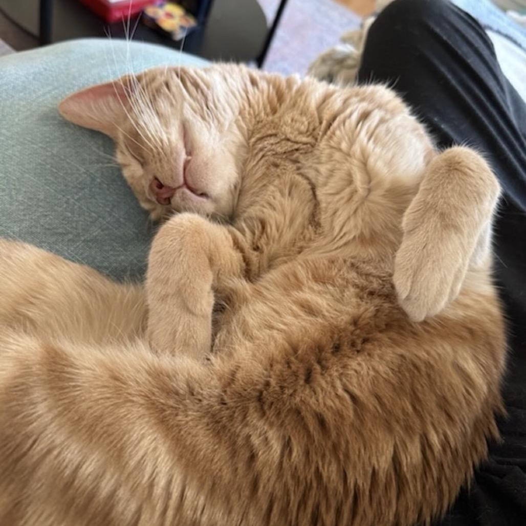 Enlarge Meowstro, a Adoptable Domestic Short Hair in Wantagh, NY image 3/6