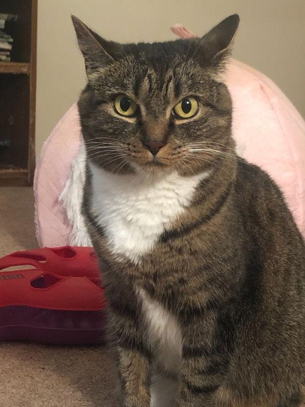 Enlarge Luna, a Adoptable Domestic Short Hair in Delran, NJ image 1/3