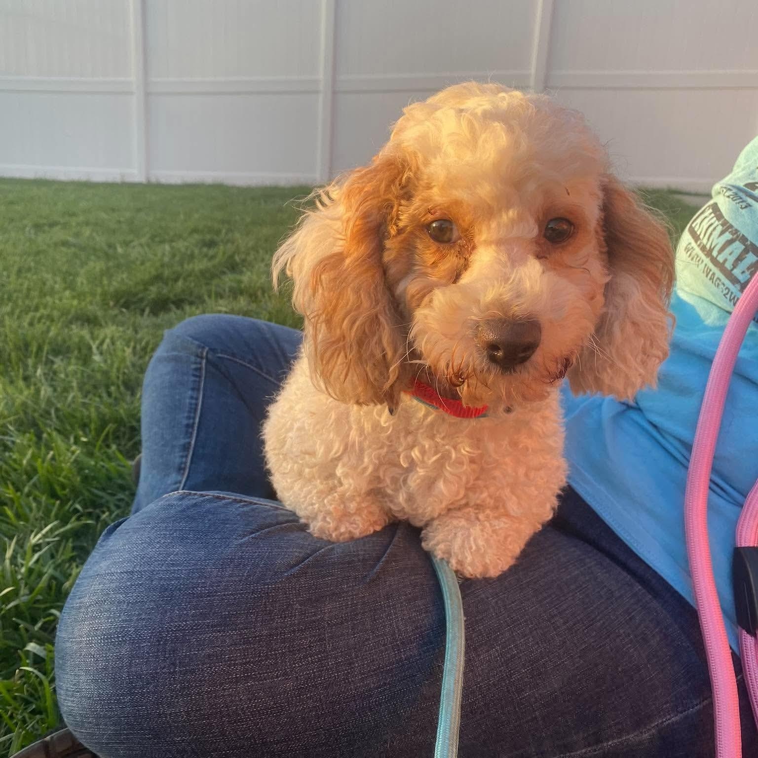 Enlarge Arthur in foster care, a Adoptable Miniature Poodle in Minooka, IL image 5/5