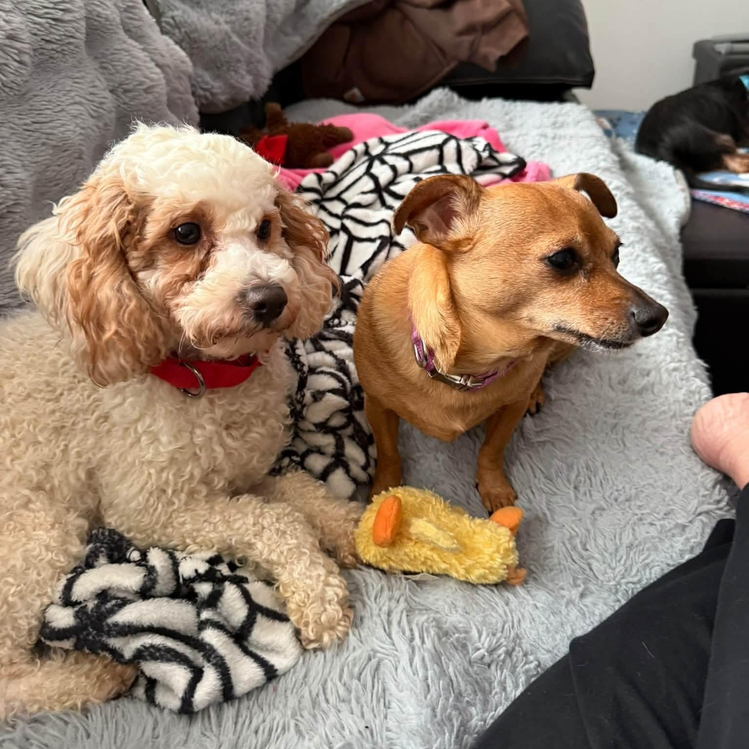 Enlarge Arthur in foster care, a Adoptable Miniature Poodle in Minooka, IL image 3/5