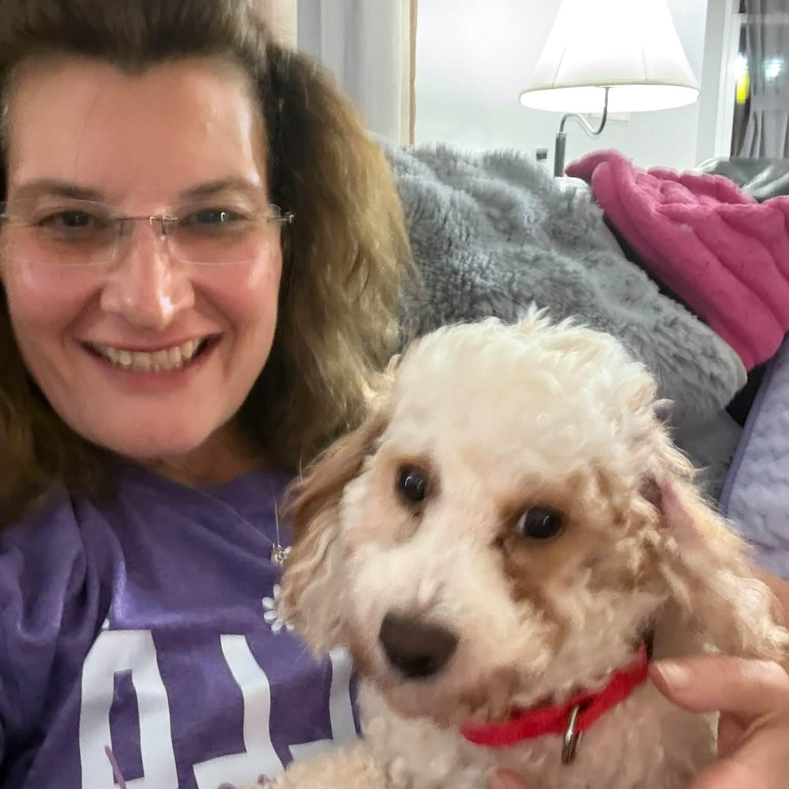 Enlarge Arthur in foster care, a Adoptable Miniature Poodle in Minooka, IL image 2/5