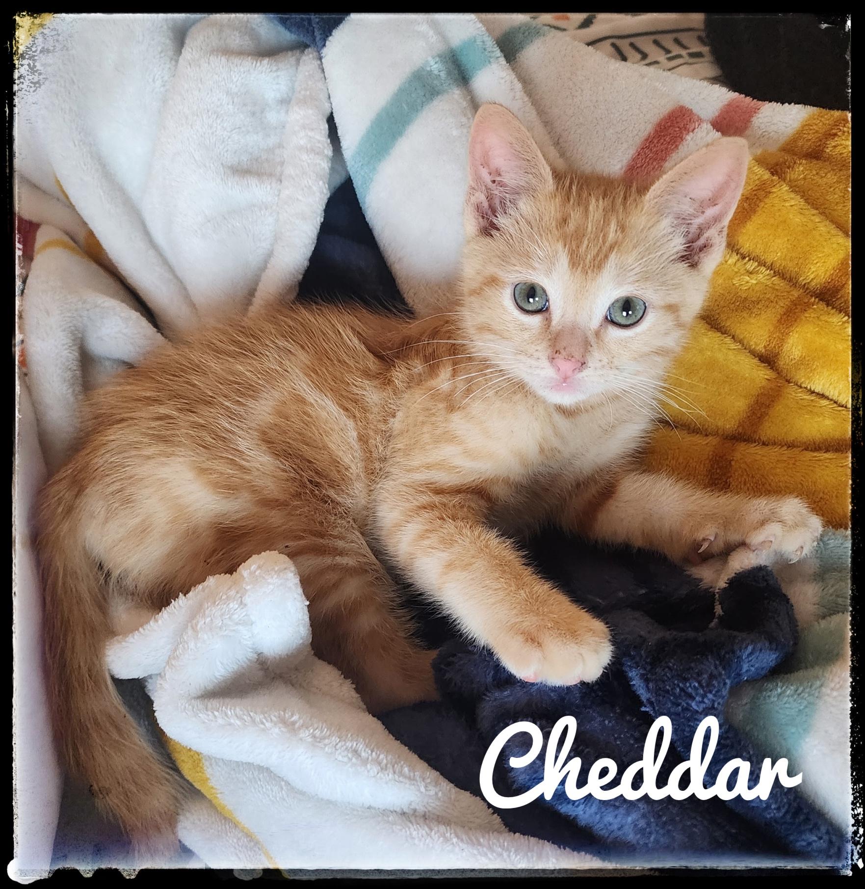 Enlarge Cheddar, a Adoptable Domestic Short Hair in El Cajon, CA image 1/1