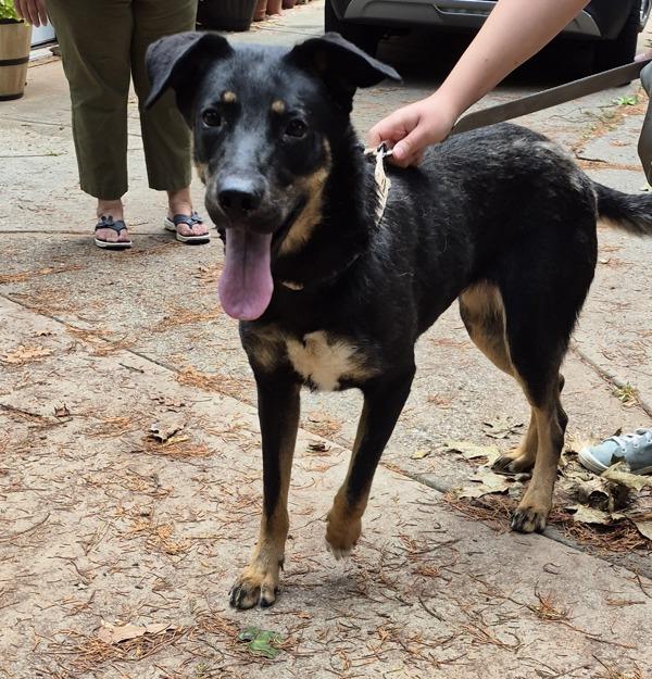 In Foster Chicken Little, Adoptable, Adult Female Rottweiler & Labrador Retriever.