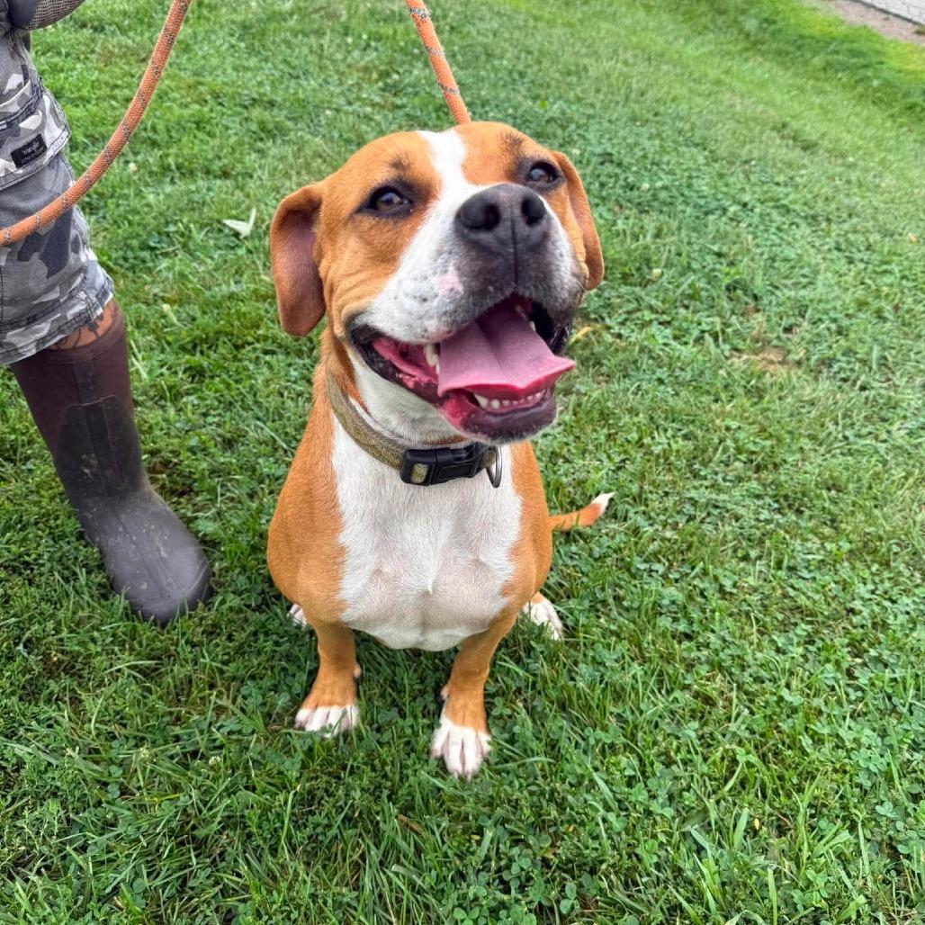 Boppity, Adoptable, Adult Female Mixed Breed.