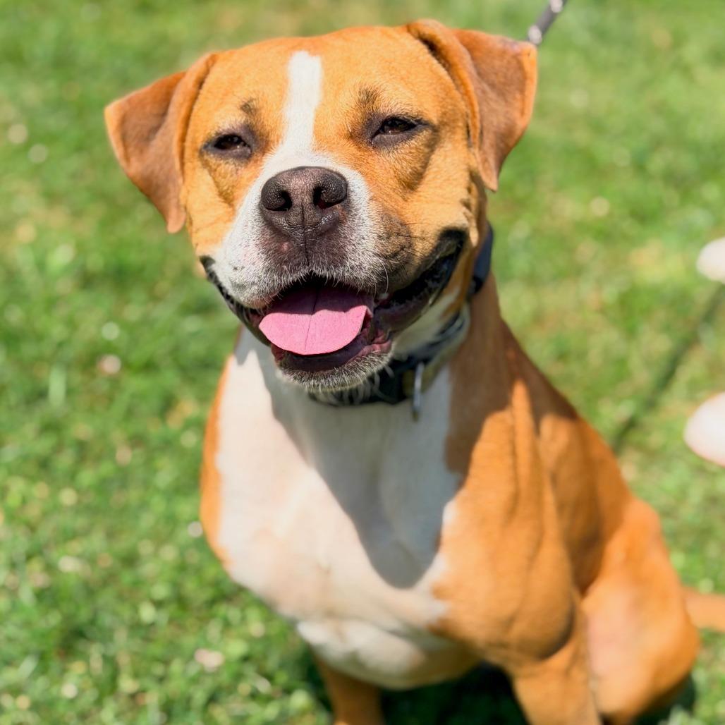 Enlarge Boppity, a Adoptable Mixed Breed in Huntington, WV image 2/6