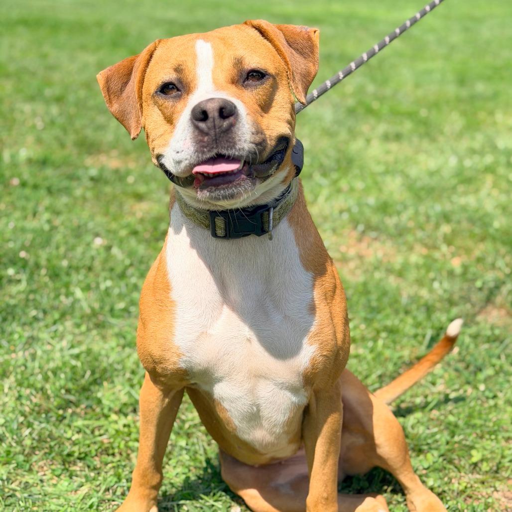 Enlarge Boppity, a Adoptable Mixed Breed in Huntington, WV image 3/6