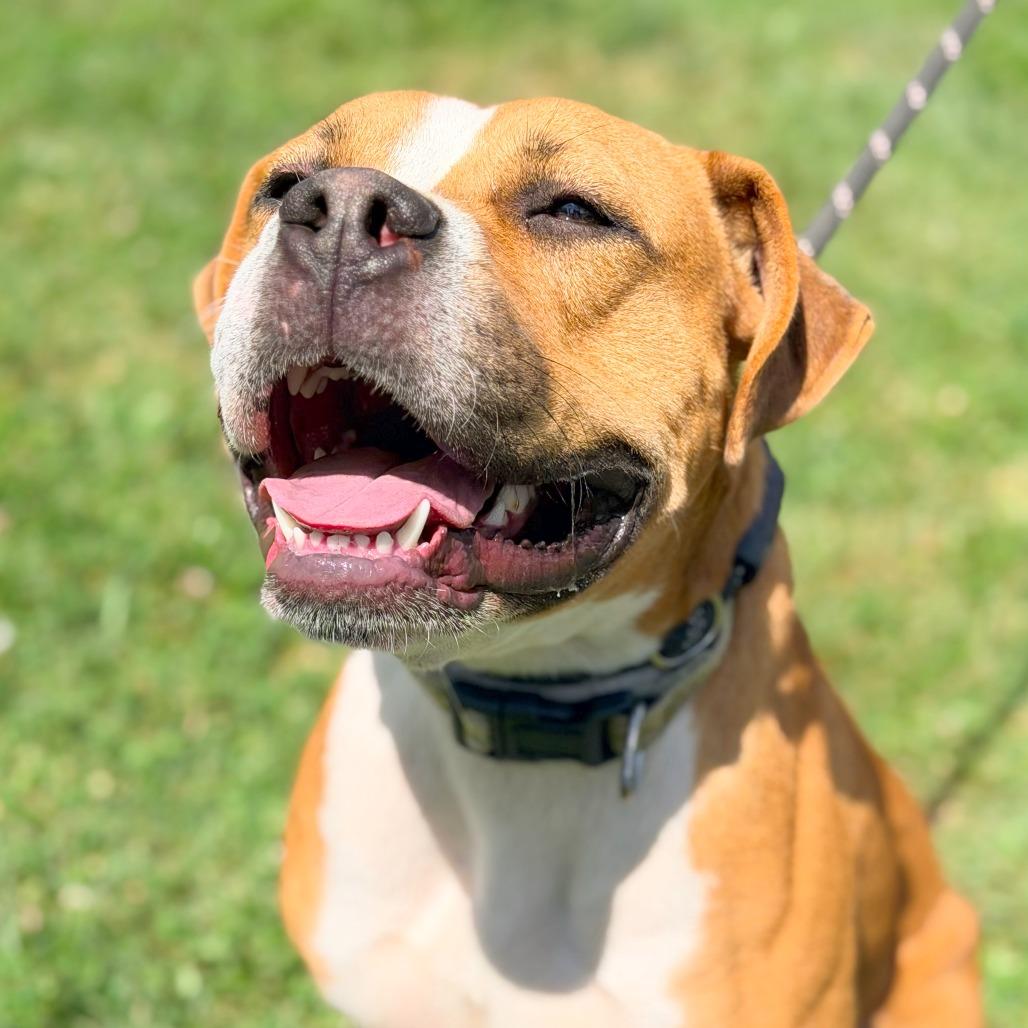 Enlarge Boppity, a Adoptable Mixed Breed in Huntington, WV image 4/6