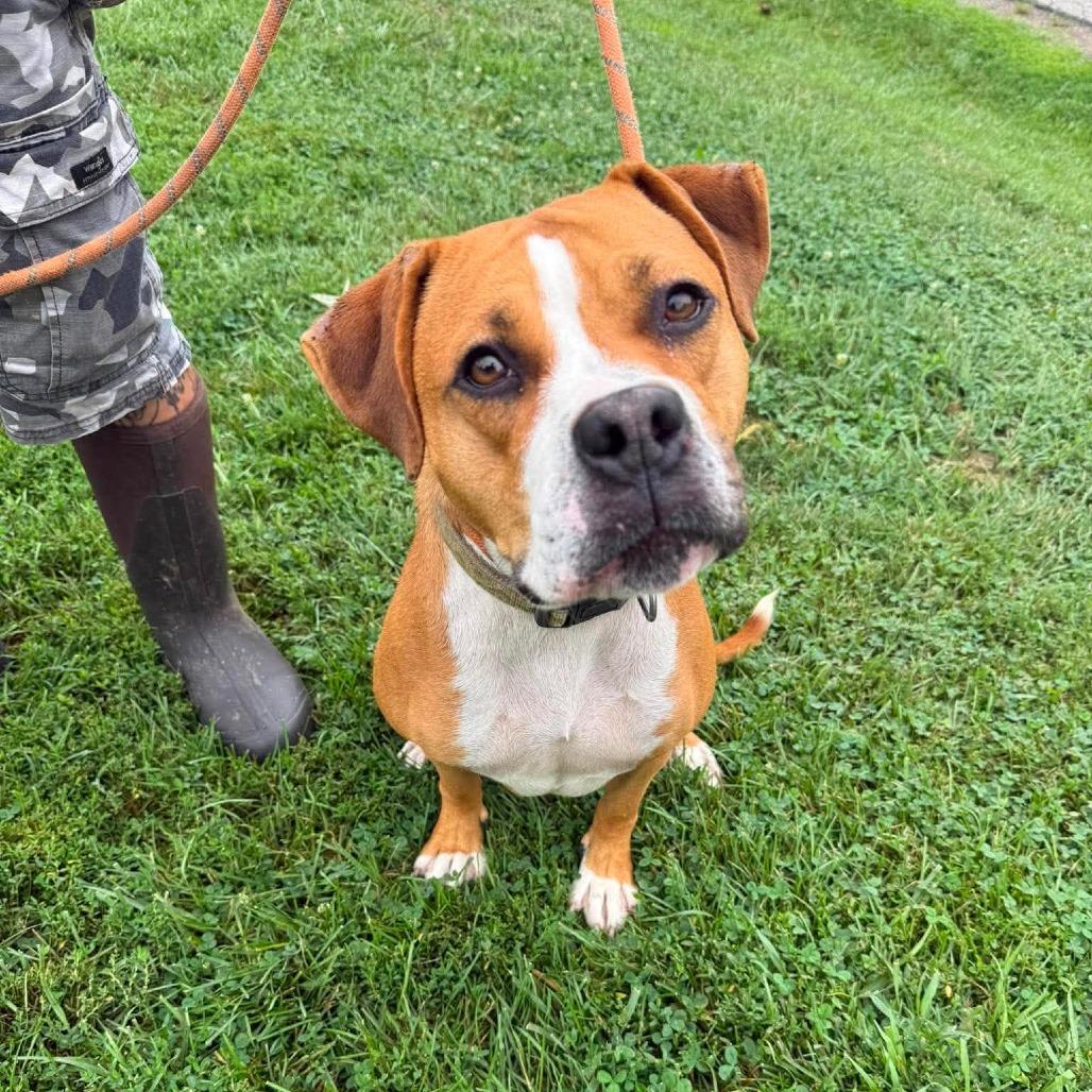 Enlarge Boppity, a Adoptable Mixed Breed in Huntington, WV image 5/6