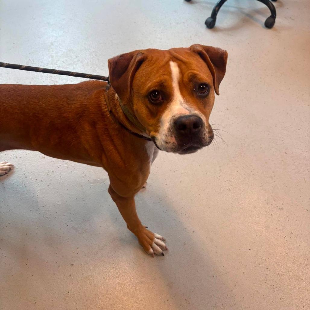 Enlarge Boppity, a Adoptable Mixed Breed in Huntington, WV image 6/6