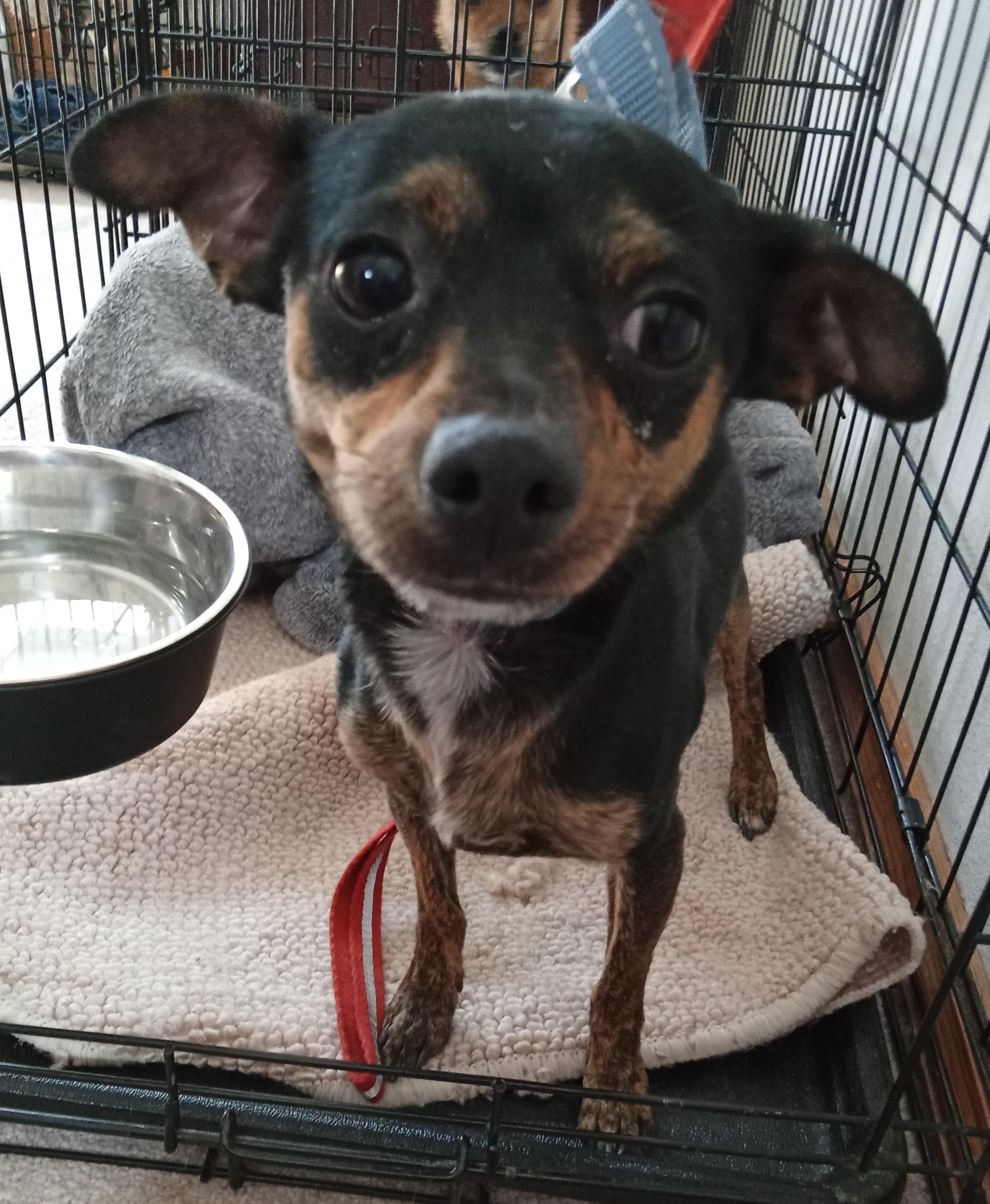 Enlarge Chavito, a ADOPTABLE mixed breed in Albuquerque, NM image 1/1