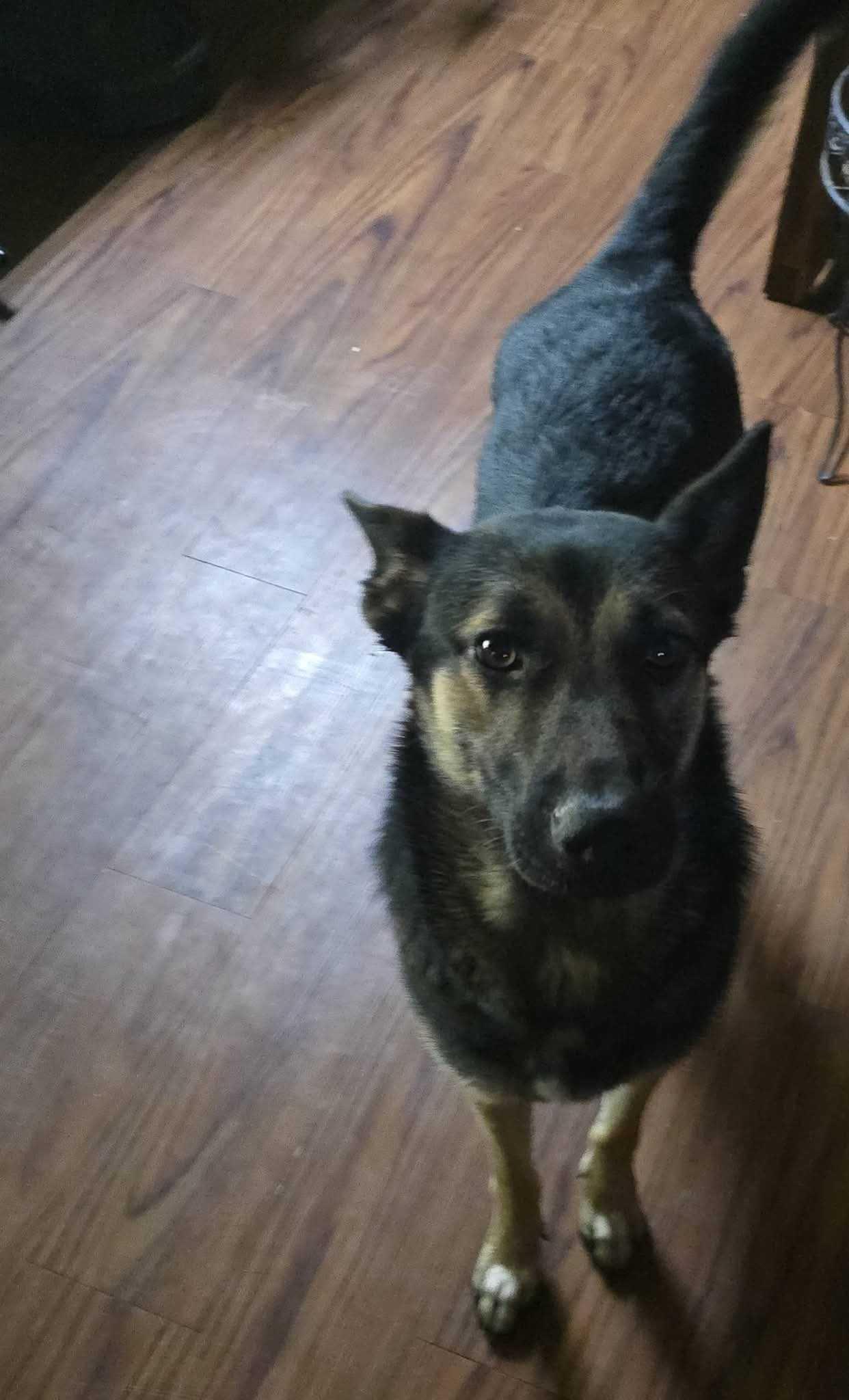 Enlarge Nikki, a Adopted German Shepherd Dog in OKLAHOMA CITY, OK image 5/6
