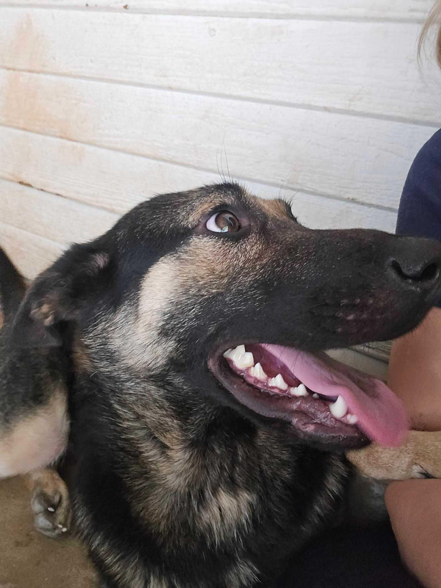 Enlarge Nikki, a Adopted German Shepherd Dog in OKLAHOMA CITY, OK image 3/6