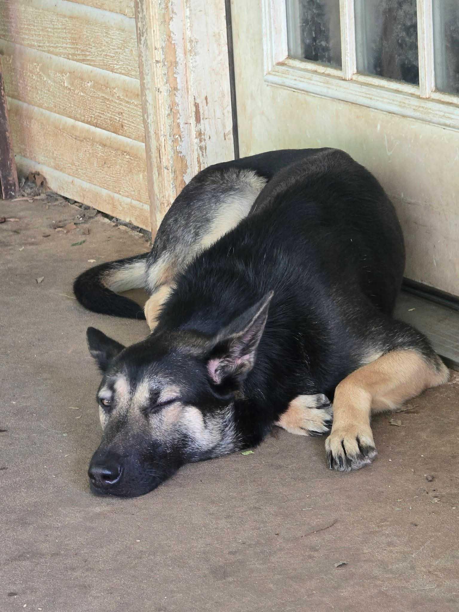 Enlarge Nikki, a Adopted German Shepherd Dog in OKLAHOMA CITY, OK image 2/6