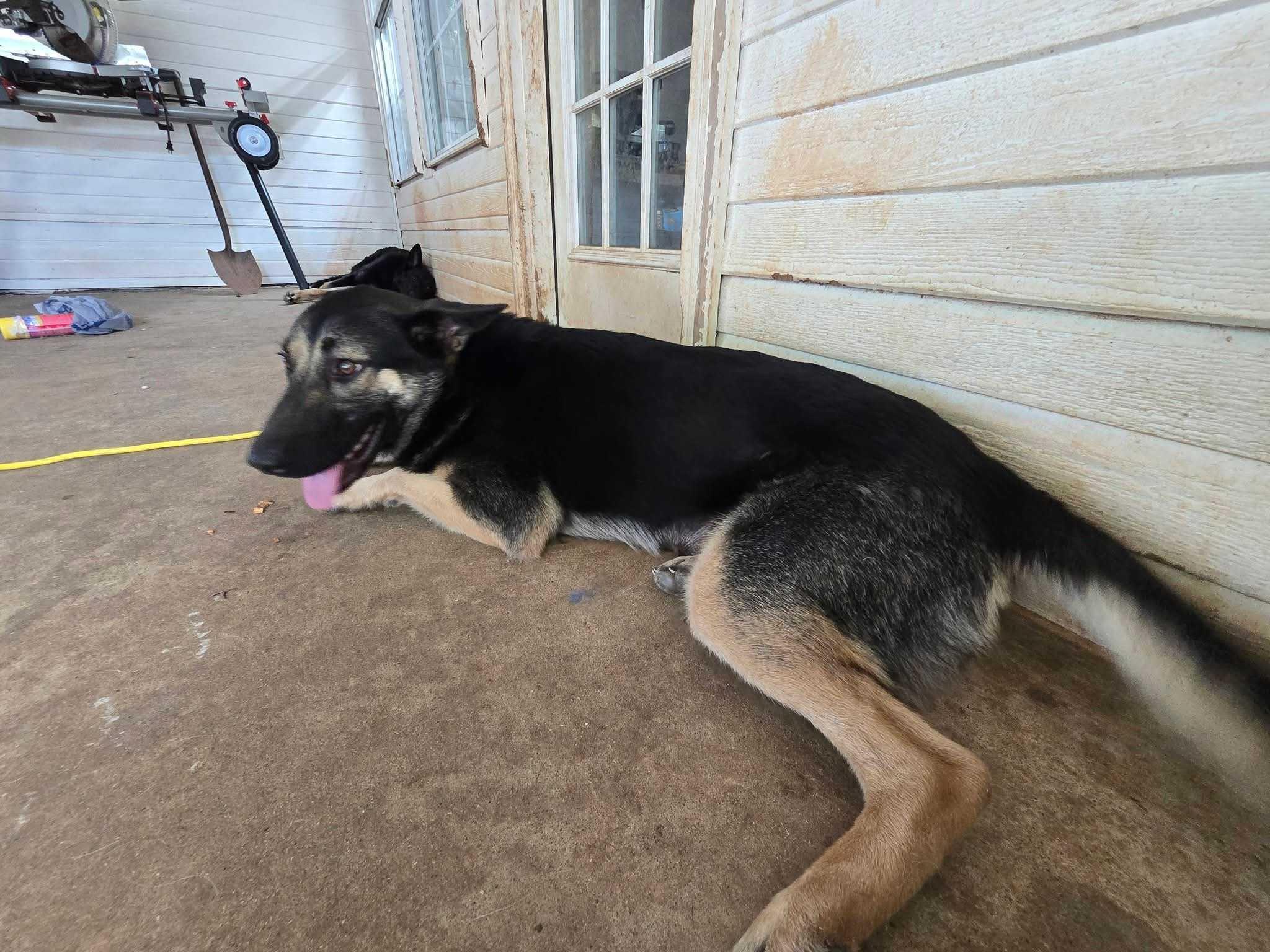 Enlarge Nikki, a Adopted German Shepherd Dog in OKLAHOMA CITY, OK image 4/6