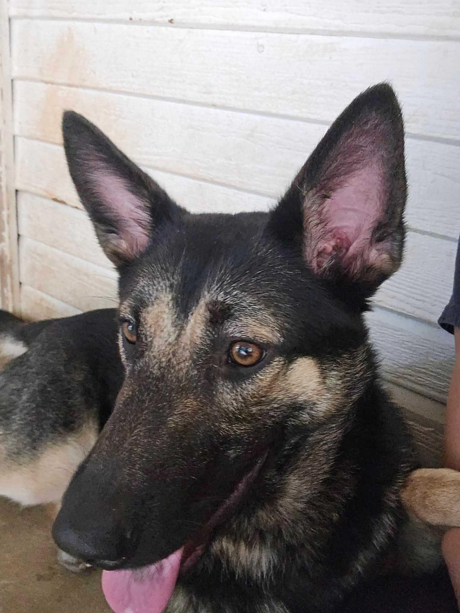 Enlarge Nikki, a Adopted German Shepherd Dog in OKLAHOMA CITY, OK image 1/6
