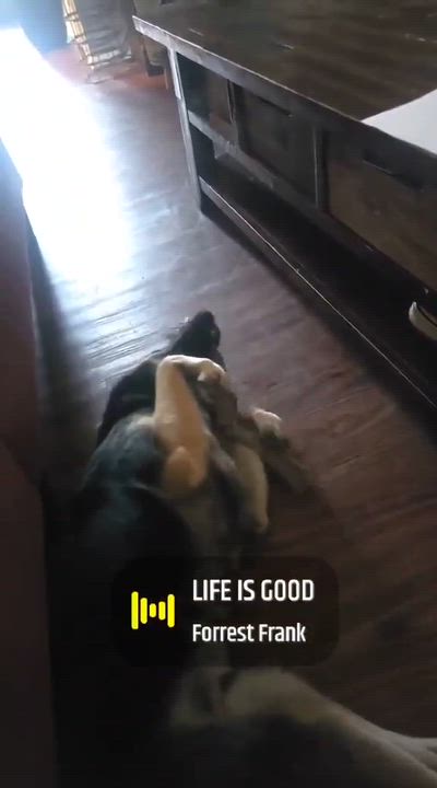 Enlarge Nikki, a Adopted German Shepherd Dog in OKLAHOMA CITY, OK video 6/6