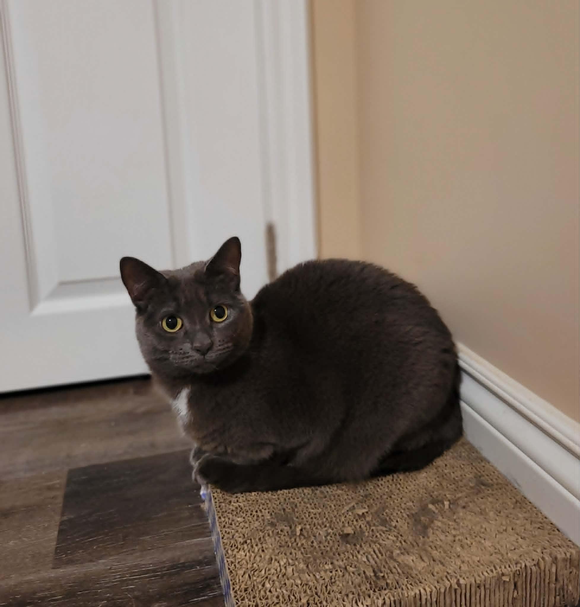 Enlarge Bug (bonded with June), a ADOPTABLE Domestic Medium Hair in Shakespeare, ON image 2/4