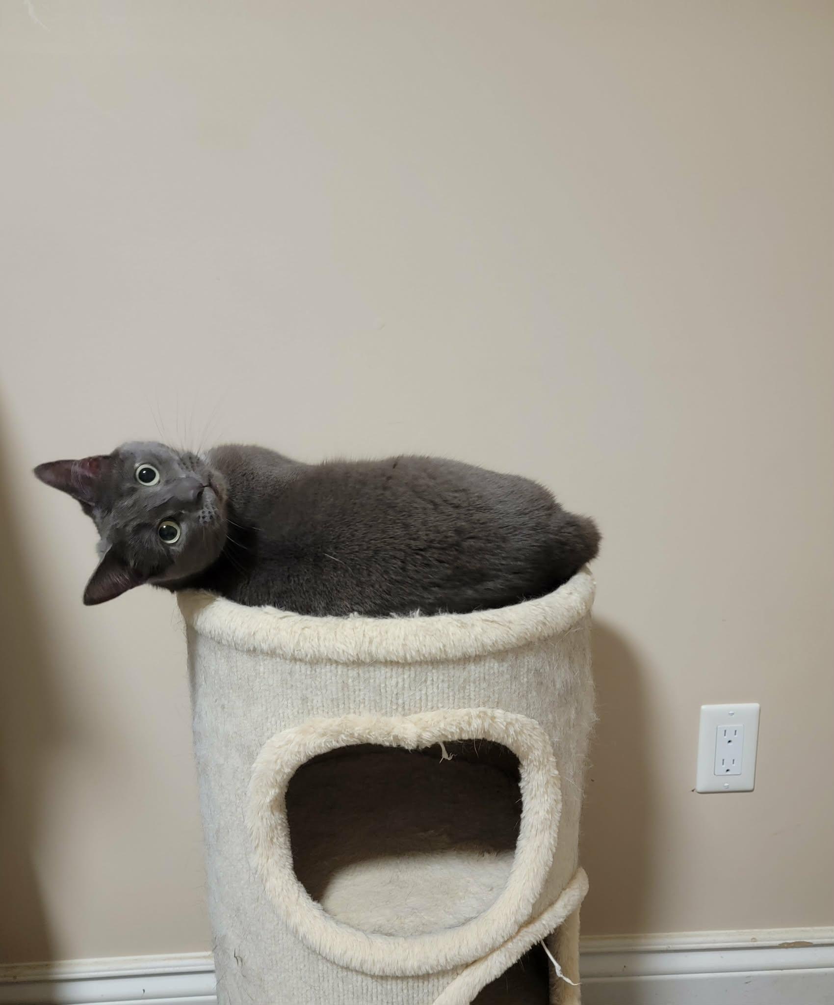 Enlarge Bug (bonded with June), a ADOPTABLE Domestic Medium Hair in Shakespeare, ON image 4/4